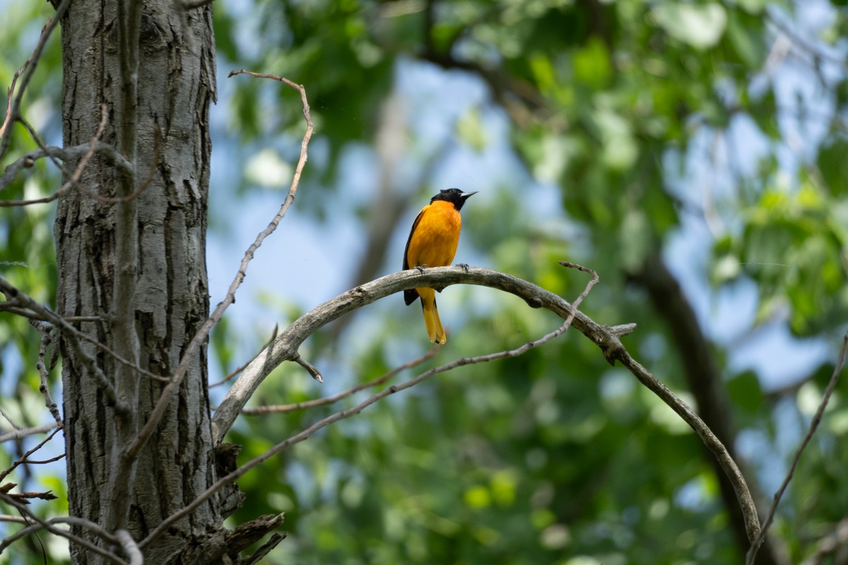 Baltimore Oriole - Edward Lewis