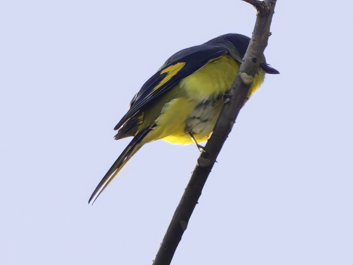 Long-tailed Minivet - Grant Price