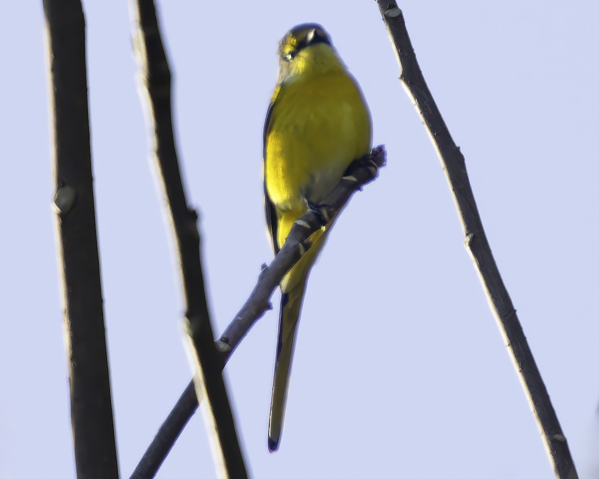 Long-tailed Minivet - Grant Price