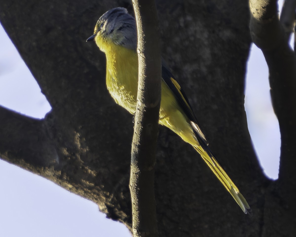 Long-tailed Minivet - ML619671025