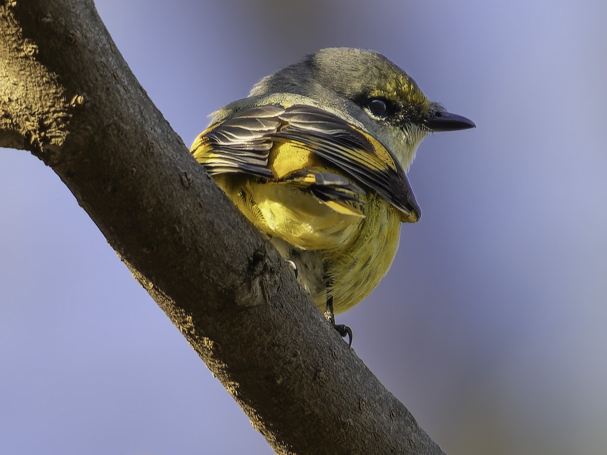 Scarlet Minivet - Grant Price