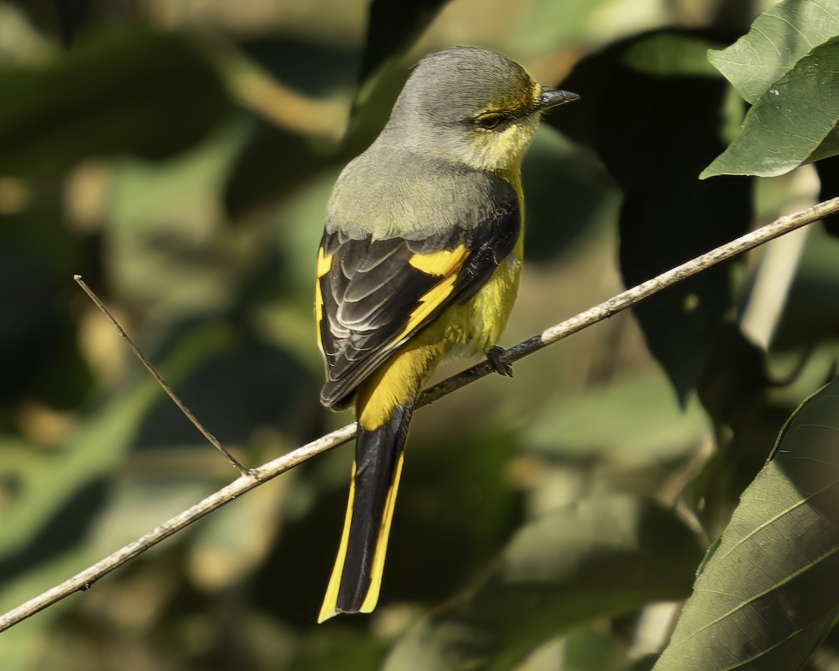 Scarlet Minivet - Grant Price