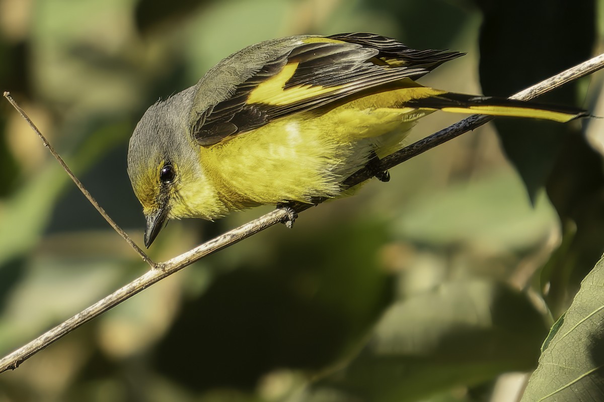 Scarlet Minivet - ML619671032