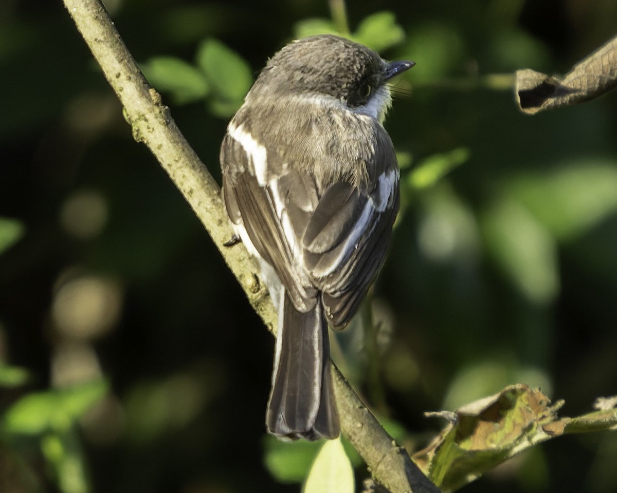 Bar-winged Flycatcher-shrike - Grant Price