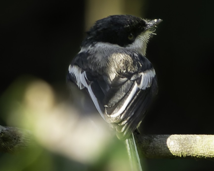 Bar-winged Flycatcher-shrike - Grant Price