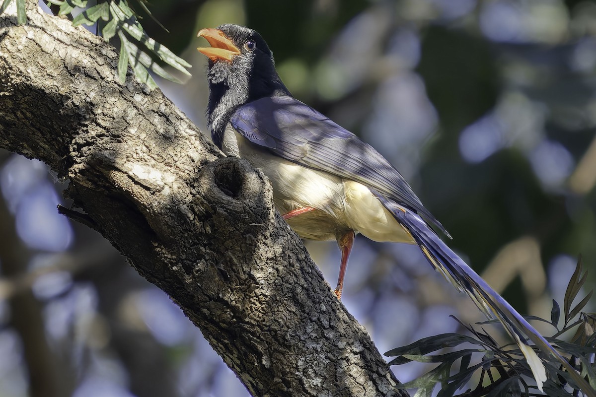 Red-billed Blue-Magpie - ML619671046