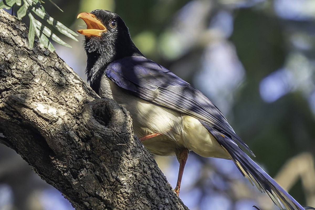 Red-billed Blue-Magpie - ML619671047