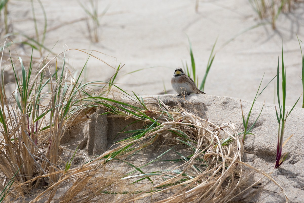 Horned Lark - ML619671048