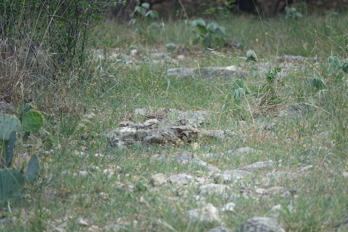 Sperlingstäubchen - ML619671053