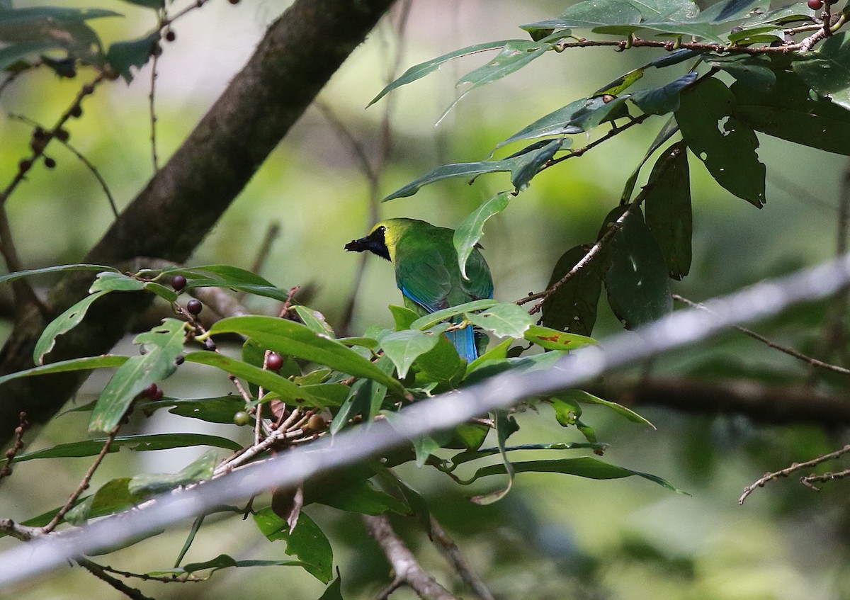 Bornean Leafbird - ML619671064