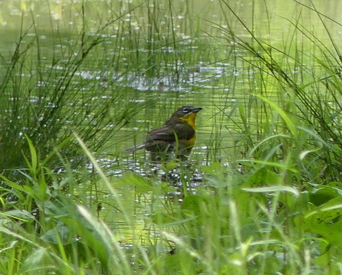 Yellow-breasted Chat - ML619671071