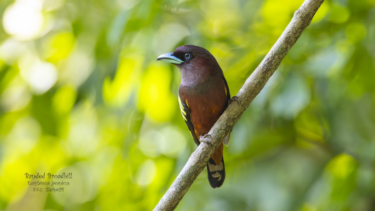 Banded Broadbill - ML619671085