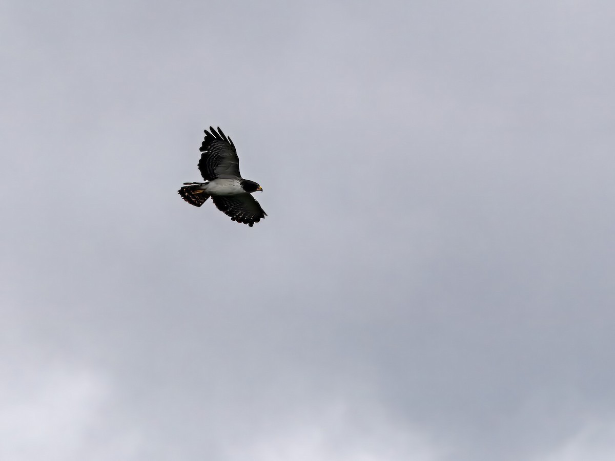 Short-tailed Hawk - Tony Doty