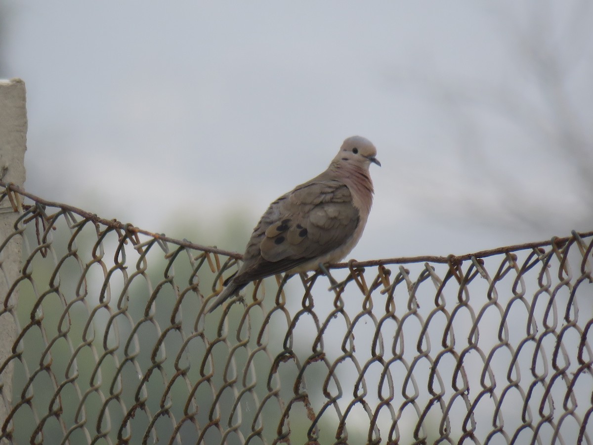 Eared Dove - Ron Batie