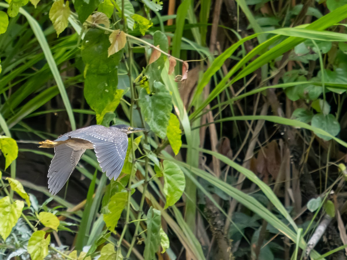 Striated Heron - Tony Doty