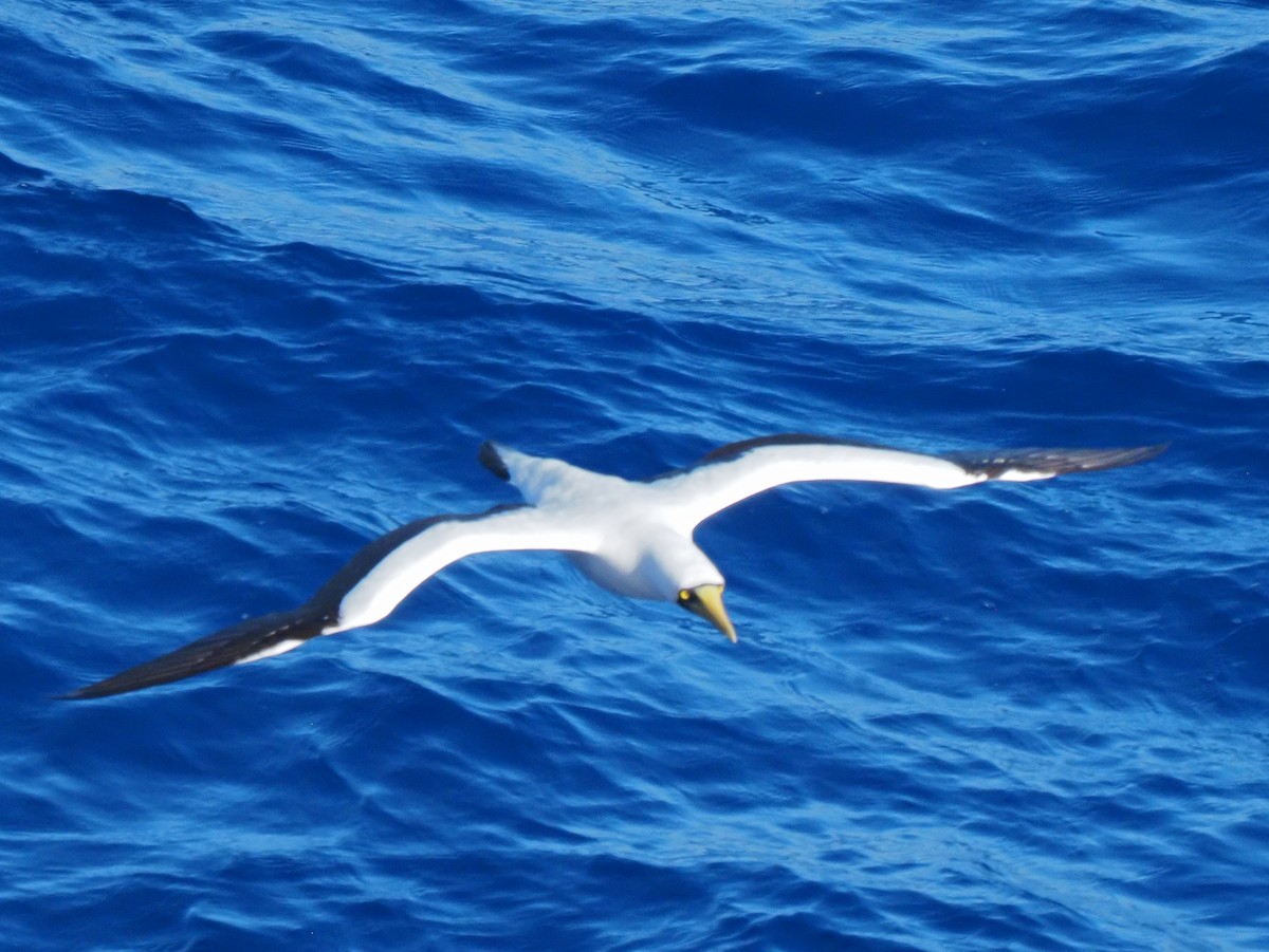 Masked Booby - ML619671163