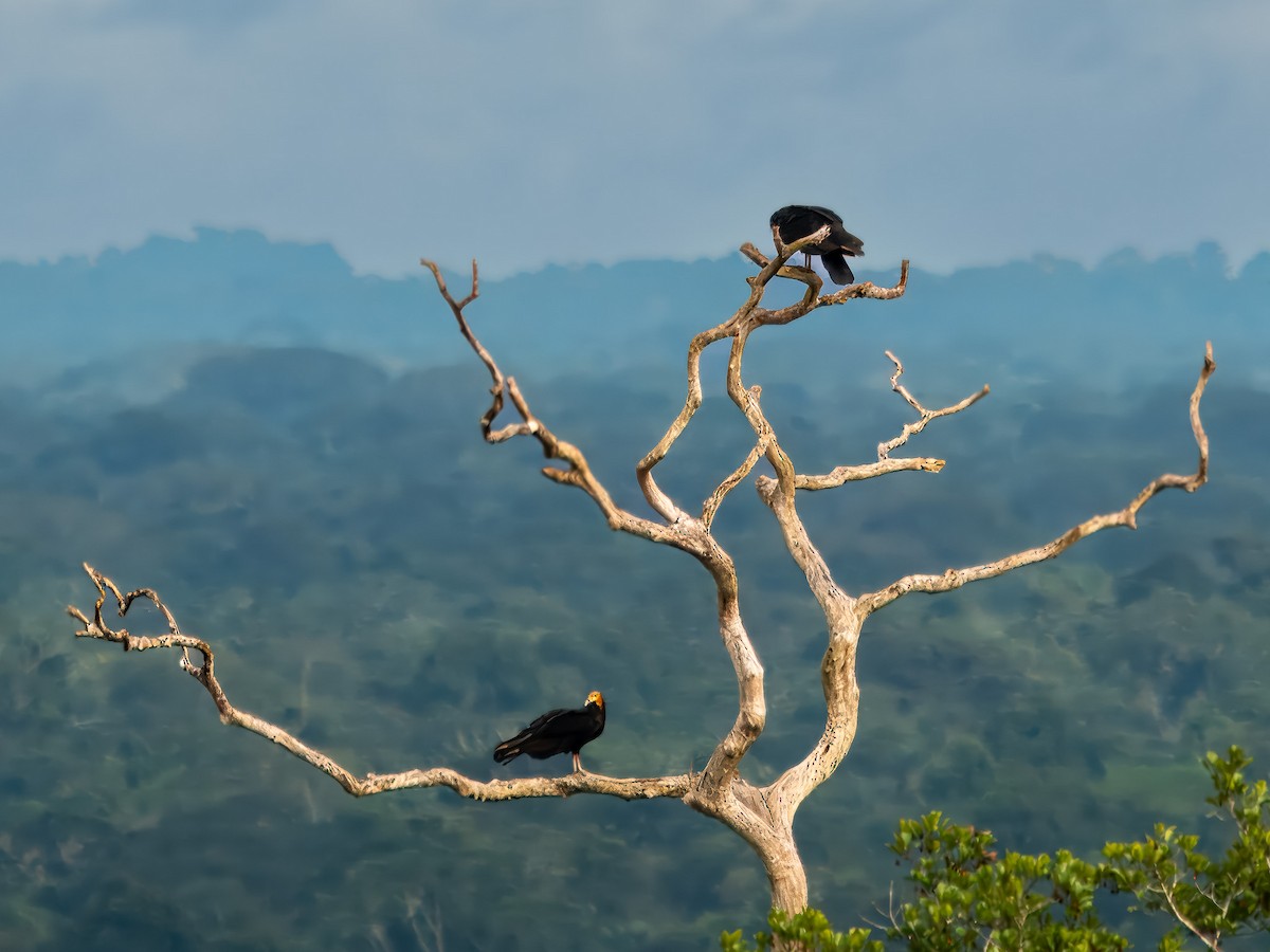 Greater Yellow-headed Vulture - ML619671186