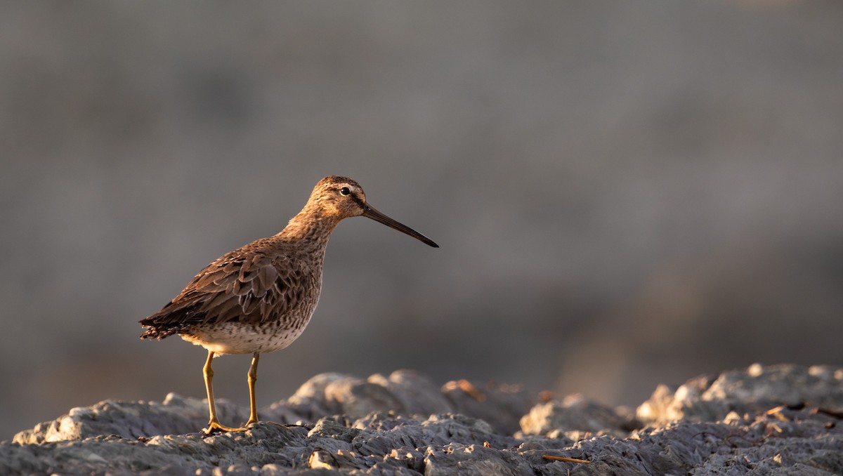 Short-billed Dowitcher - Thomas  Cadilhac