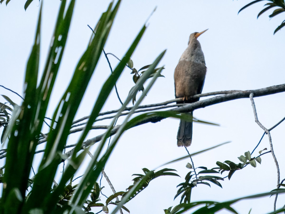 Anhinga d'Amérique - ML619671197