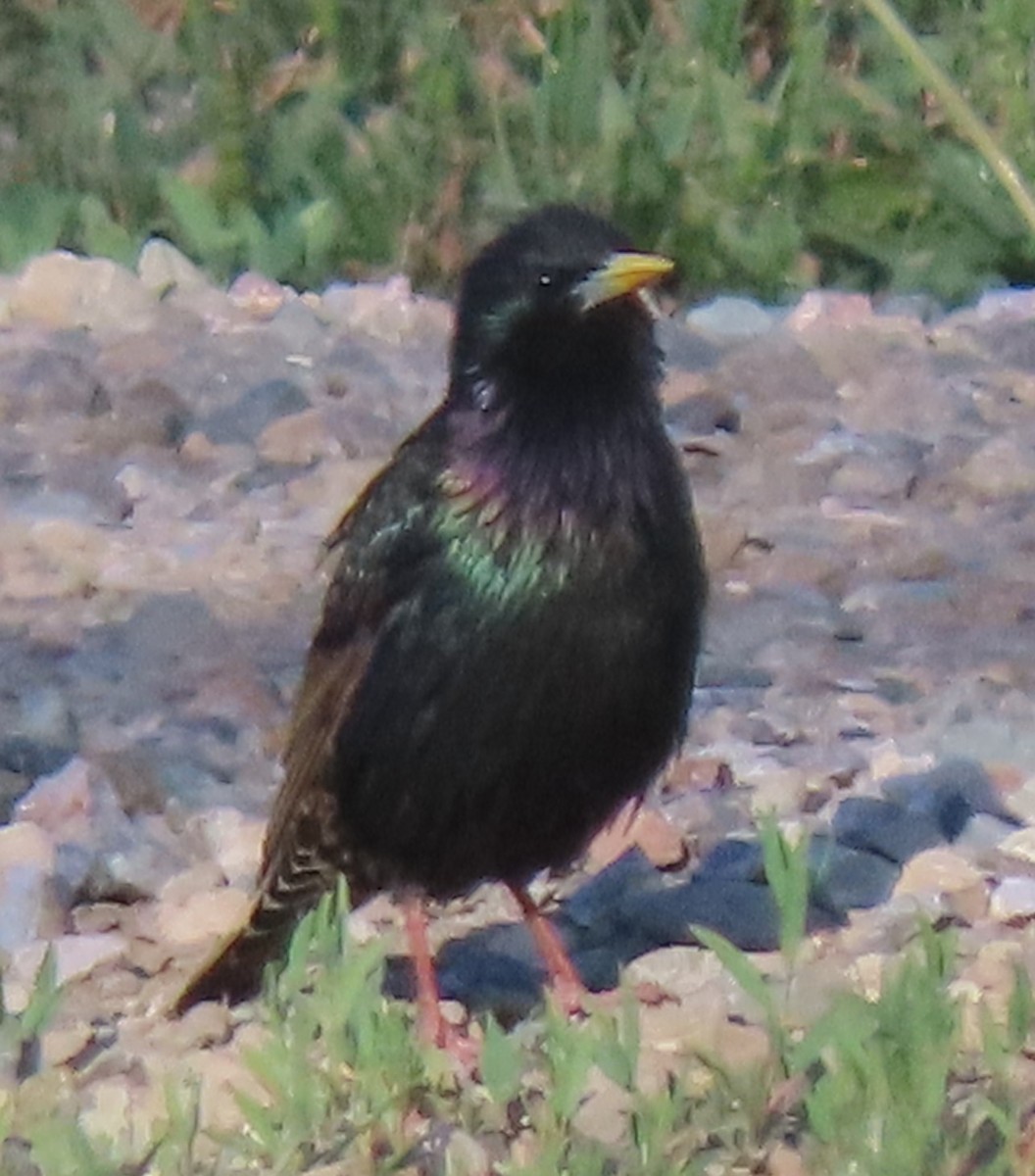 European Starling - BEN BAILEY