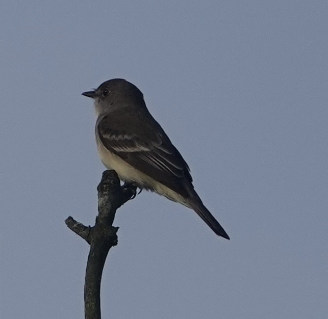 Willow Flycatcher - Evan Clark