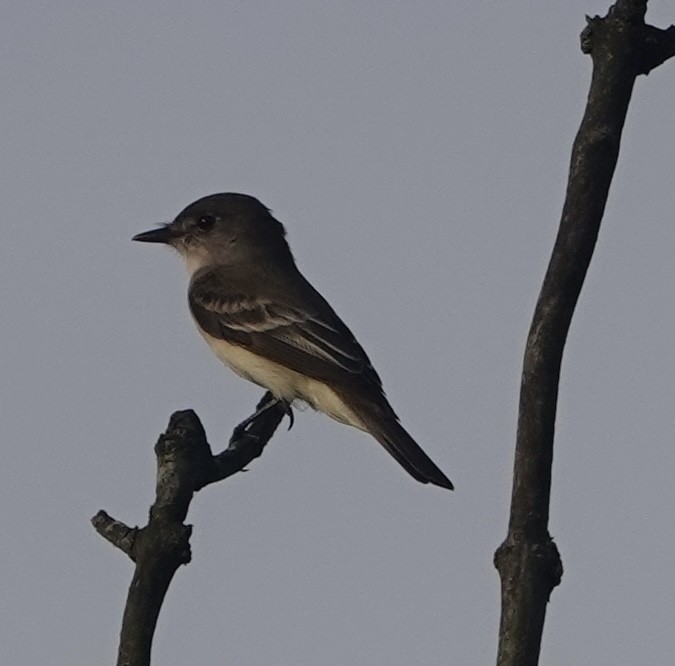 Willow Flycatcher - Evan Clark