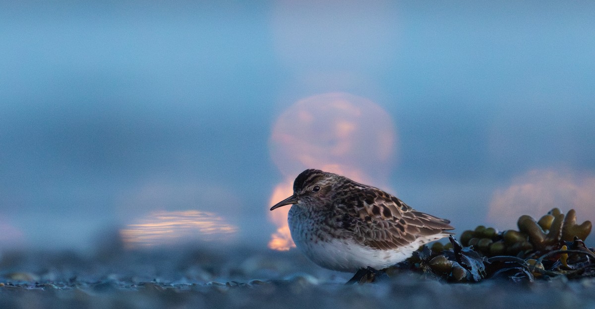 Least Sandpiper - Thomas  Cadilhac