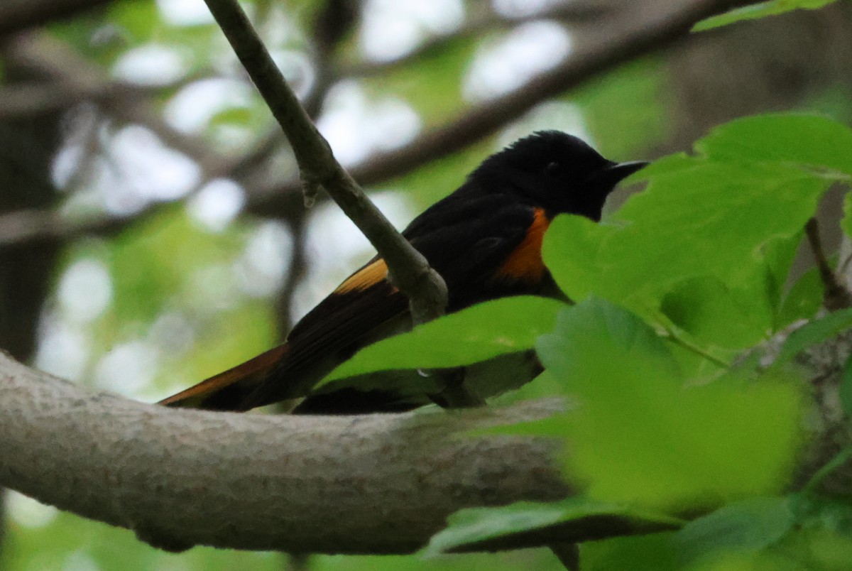 American Redstart - Vern Bothwell