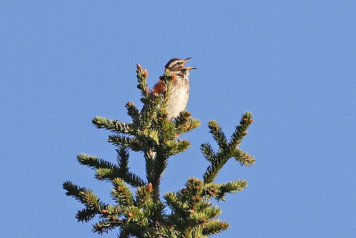 Redwing - Phillip Edwards