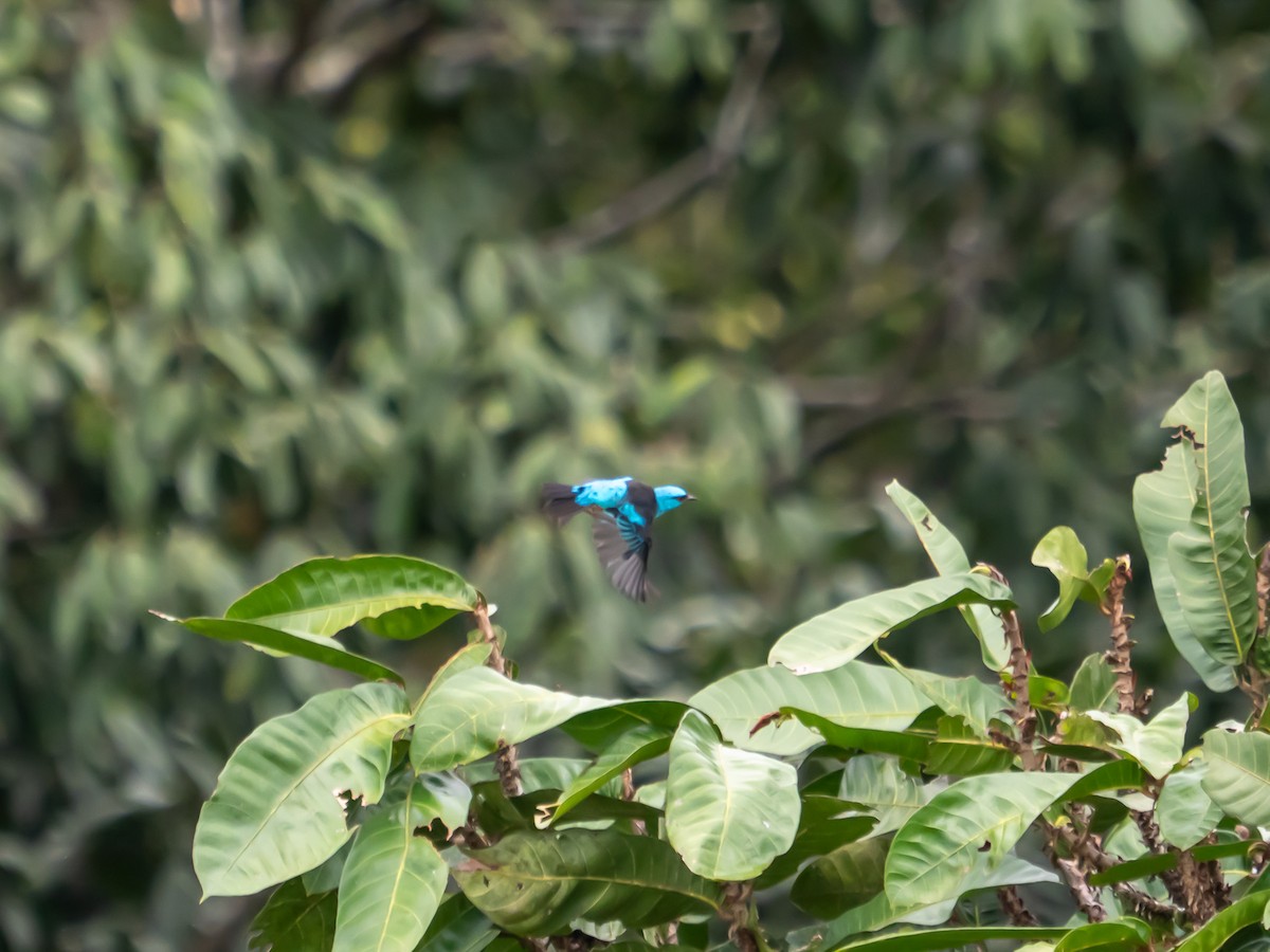 Blue Dacnis - Tony Doty