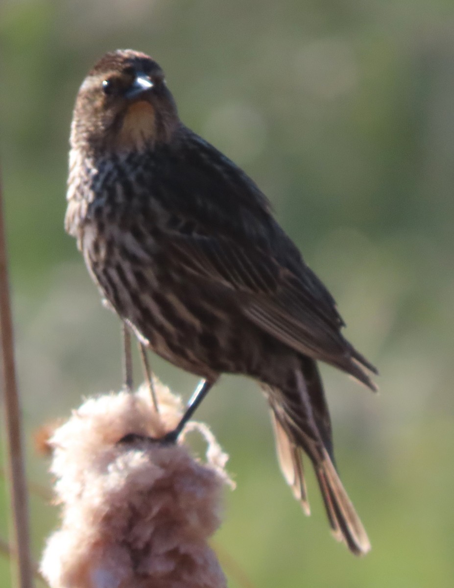 Red-winged Blackbird - BEN BAILEY