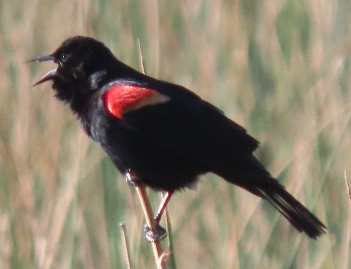 Red-winged Blackbird - BEN BAILEY