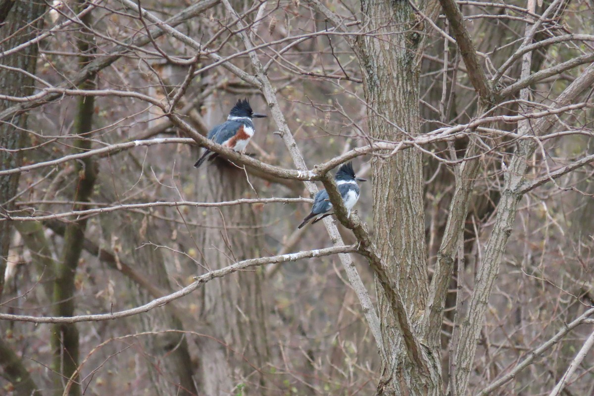 Belted Kingfisher - Paul Hunter