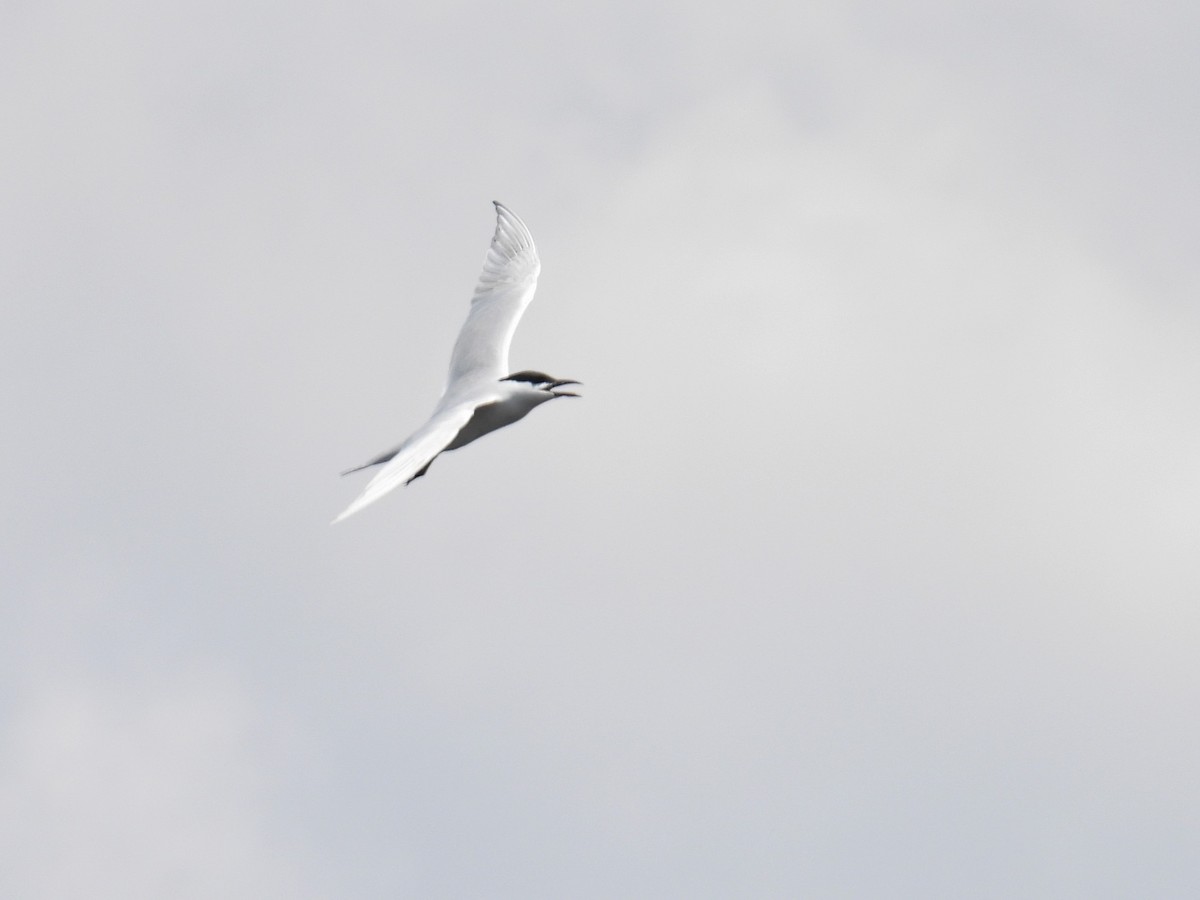 Gull-billed Tern - c c