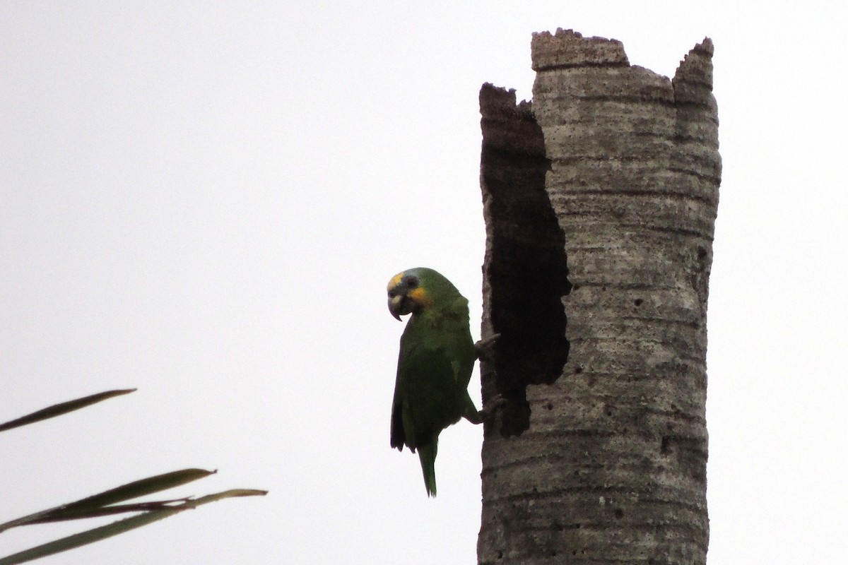 Orange-winged Parrot - Licinio Garrido Hoyos