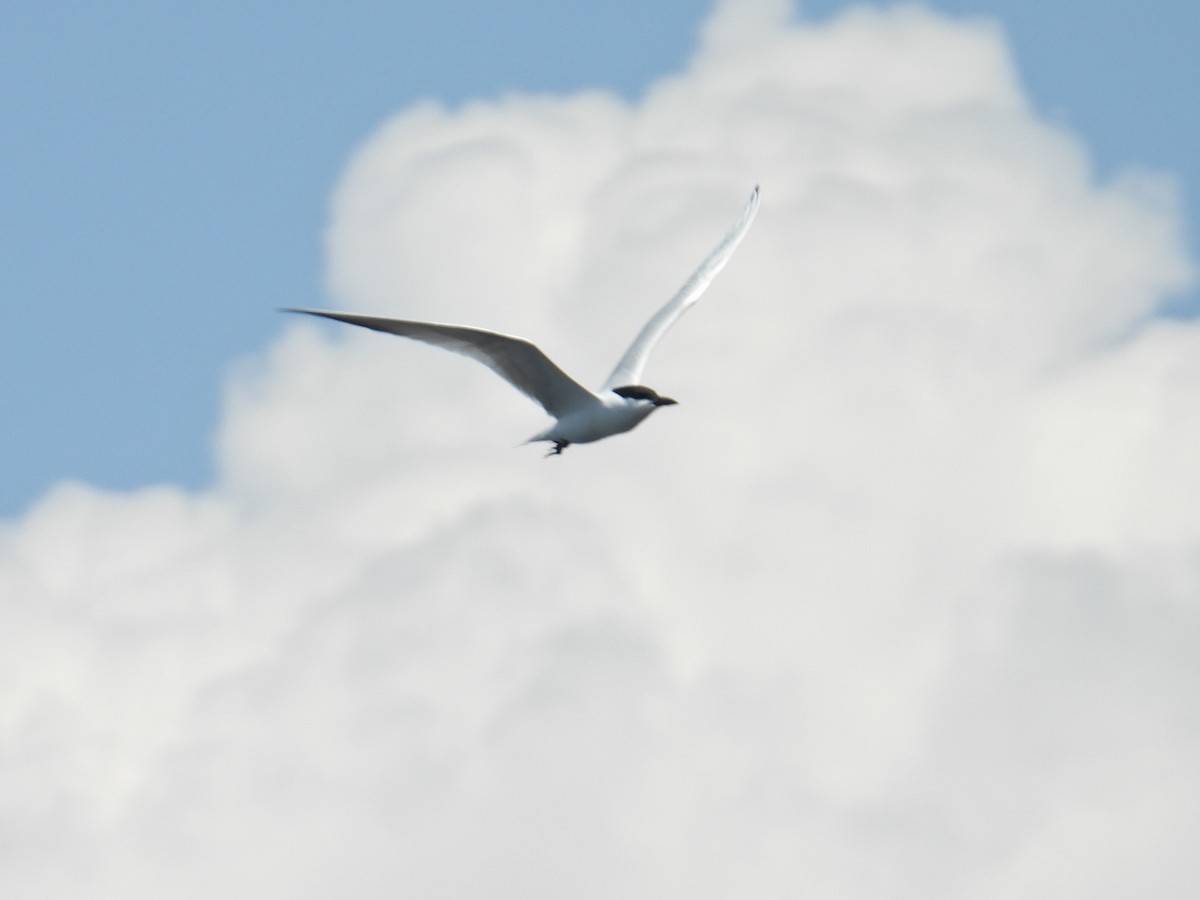 Gull-billed Tern - c c