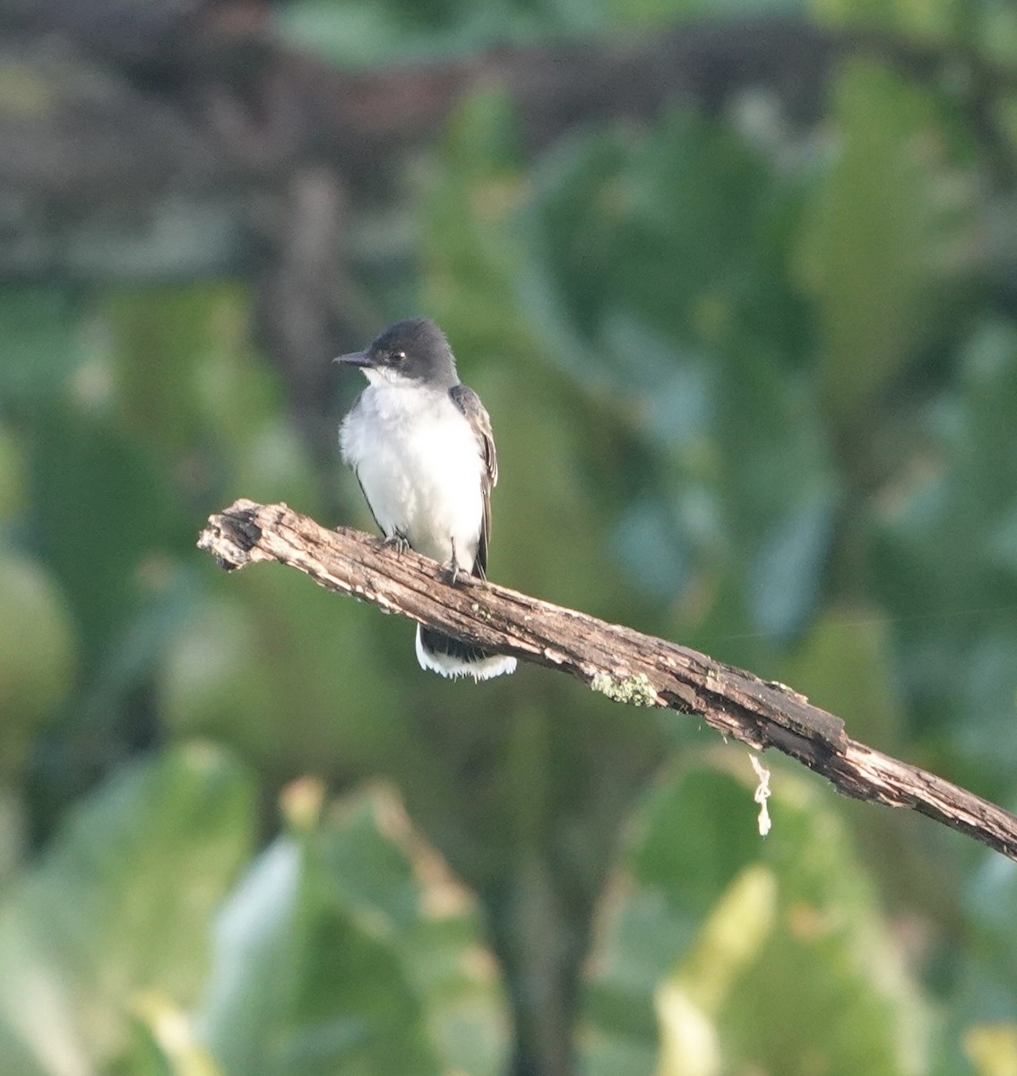 Eastern Kingbird - Evan Clark