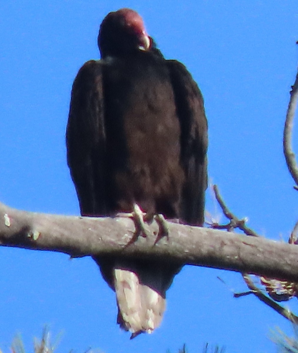 Turkey Vulture - BEN BAILEY