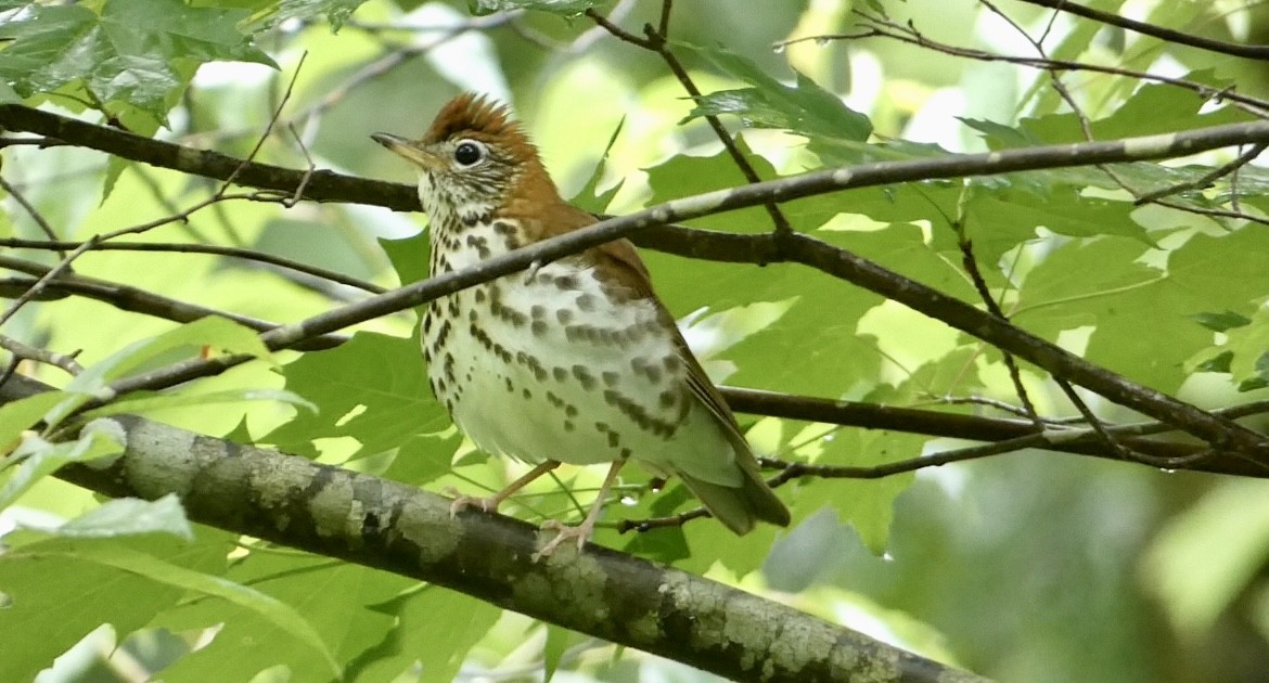 Wood Thrush - Robert Pritt