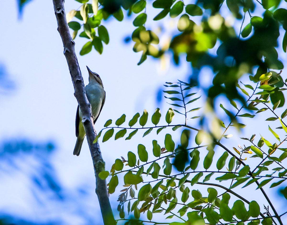 Black-whiskered Vireo - Steven Klingler