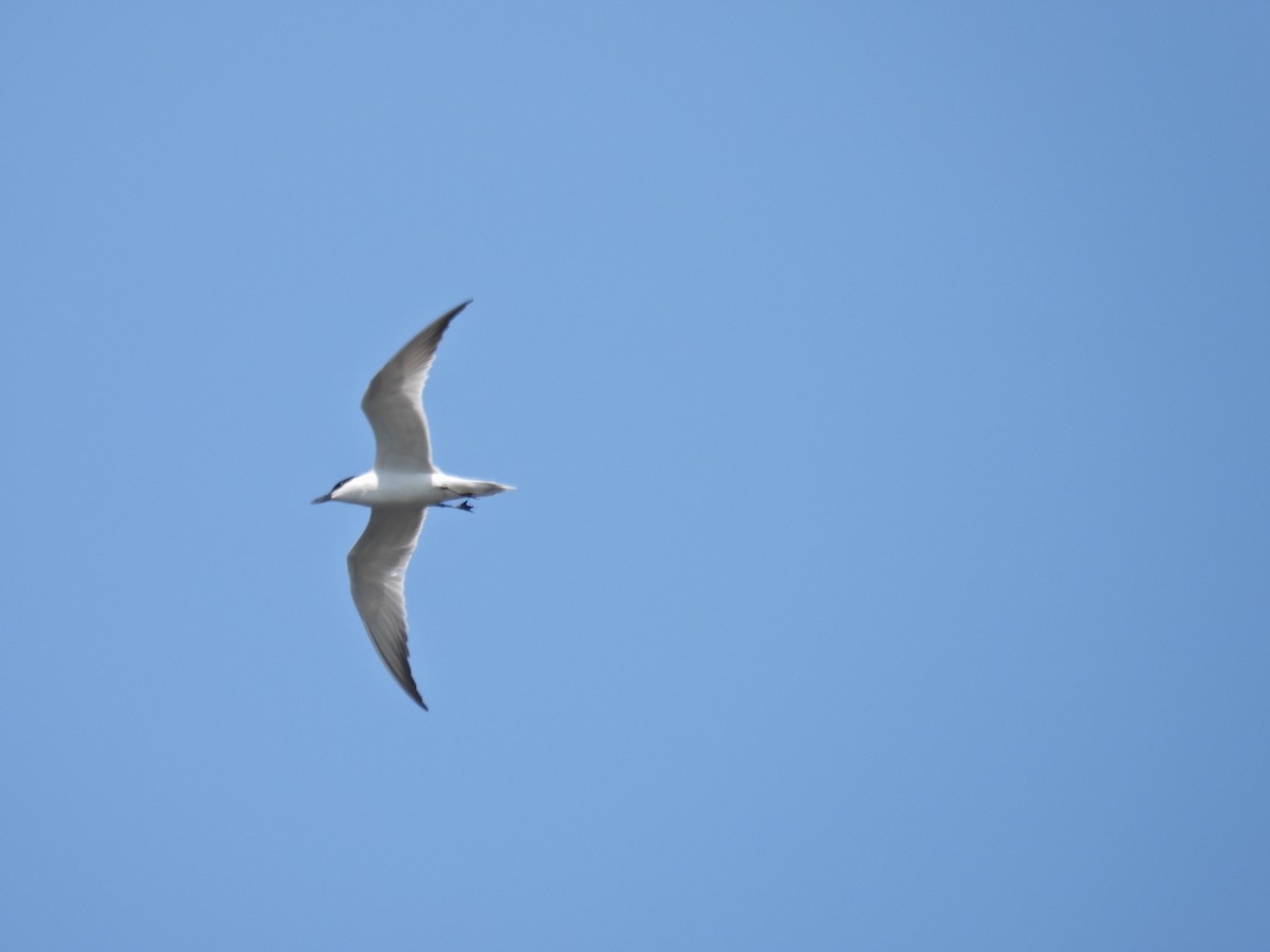 Gull-billed Tern - c c