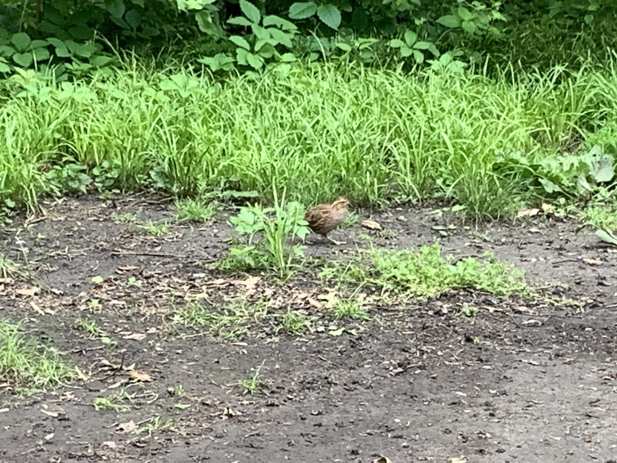 Northern Bobwhite - ML619671283