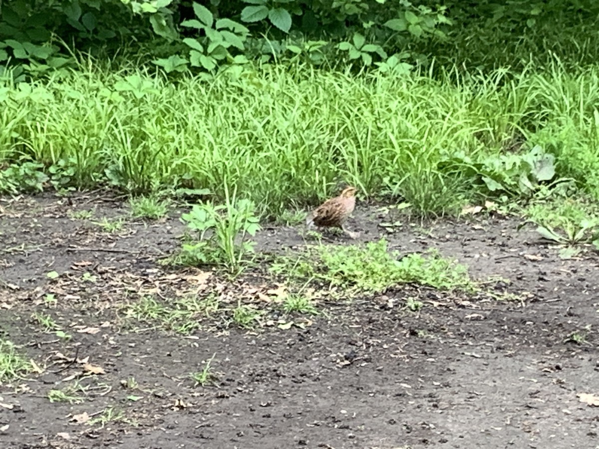 Northern Bobwhite - ML619671284