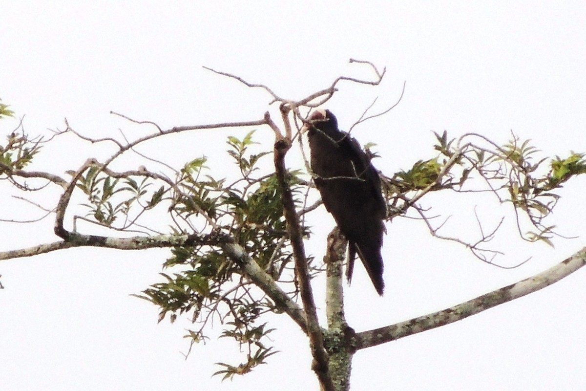 Turkey Vulture - Licinio Garrido Hoyos