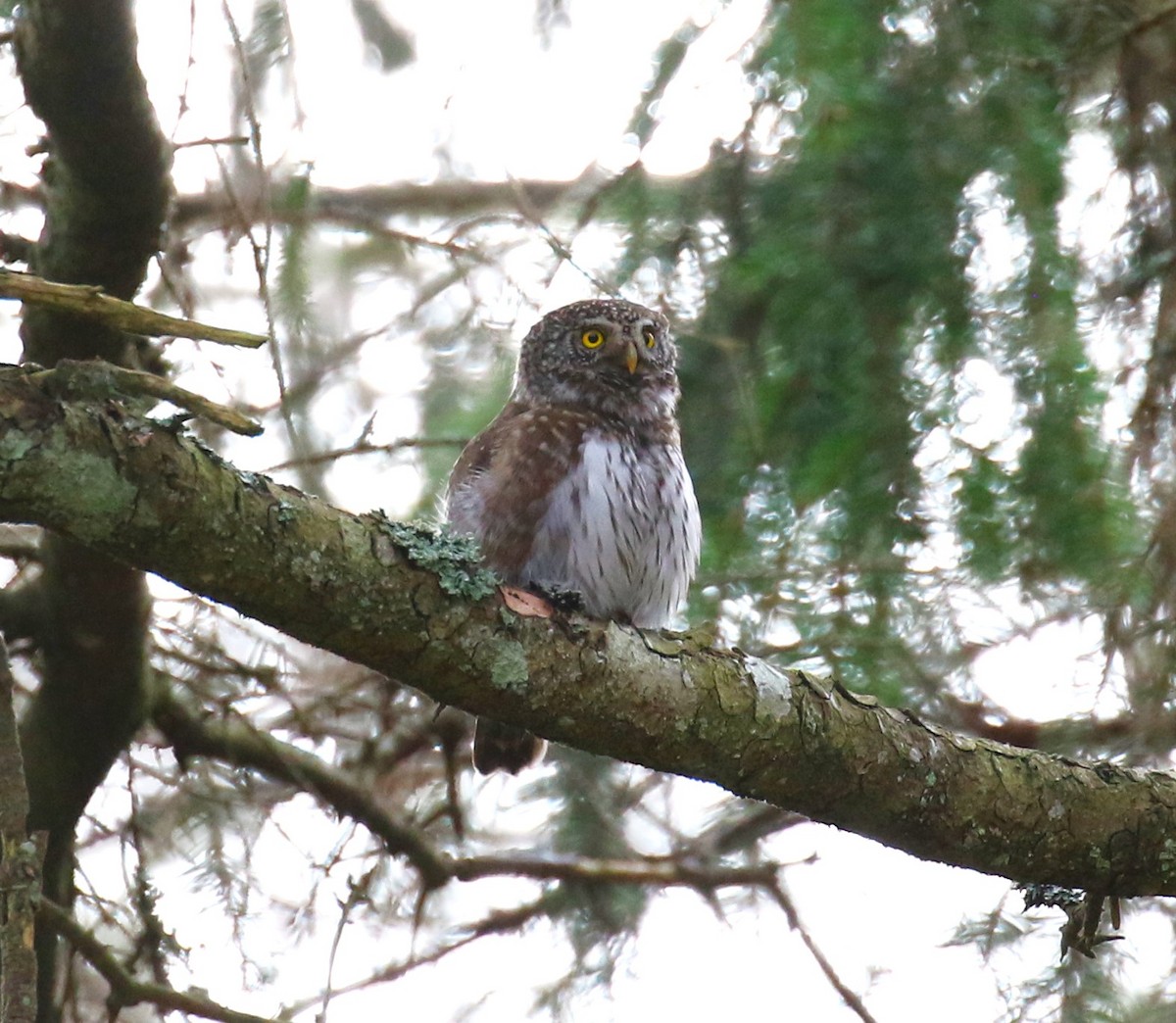 Eurasian Pygmy-Owl - sean clancy