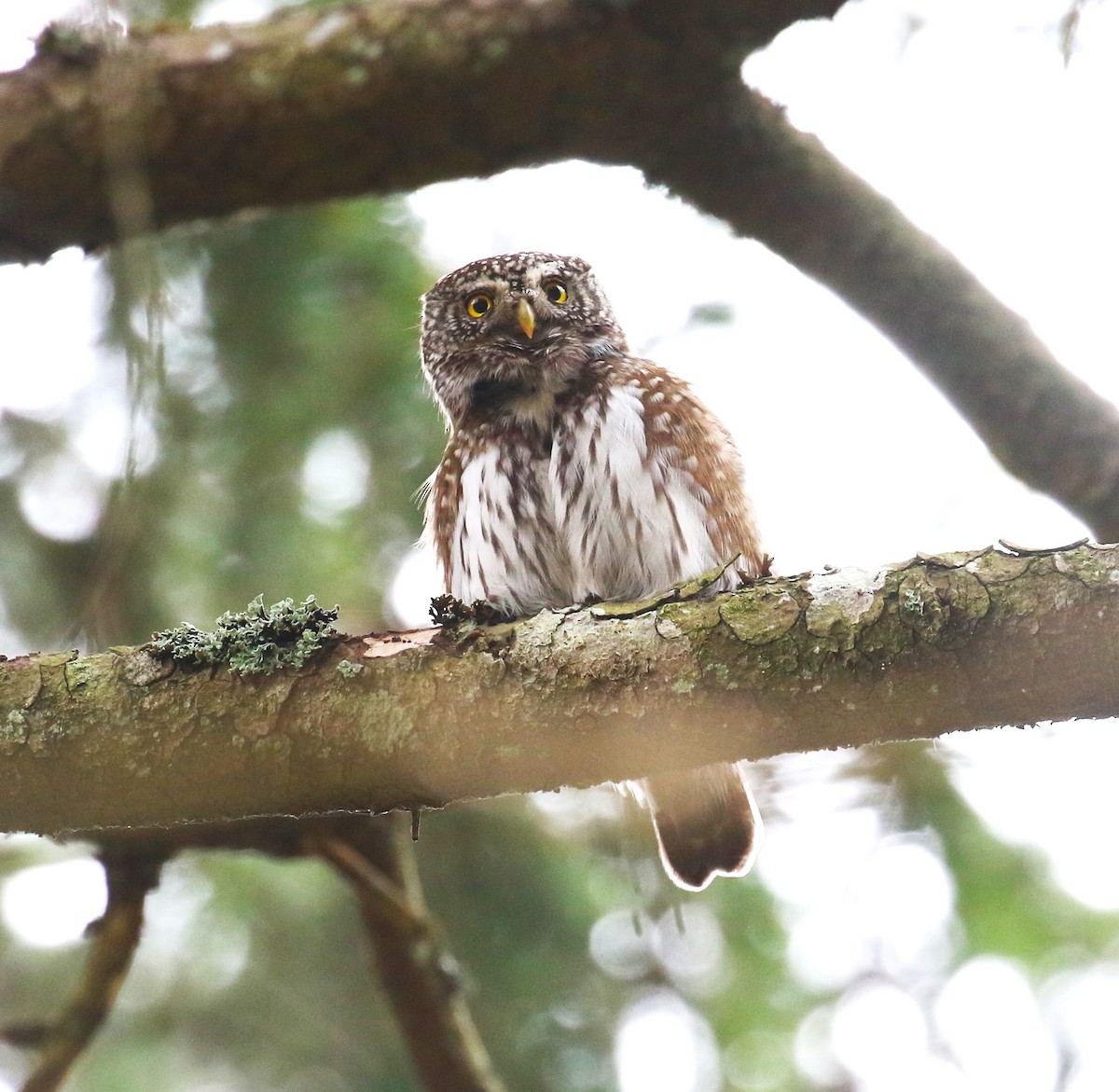 Eurasian Pygmy-Owl - sean clancy