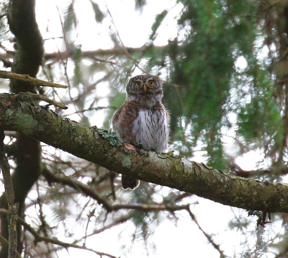 Eurasian Pygmy-Owl - sean clancy