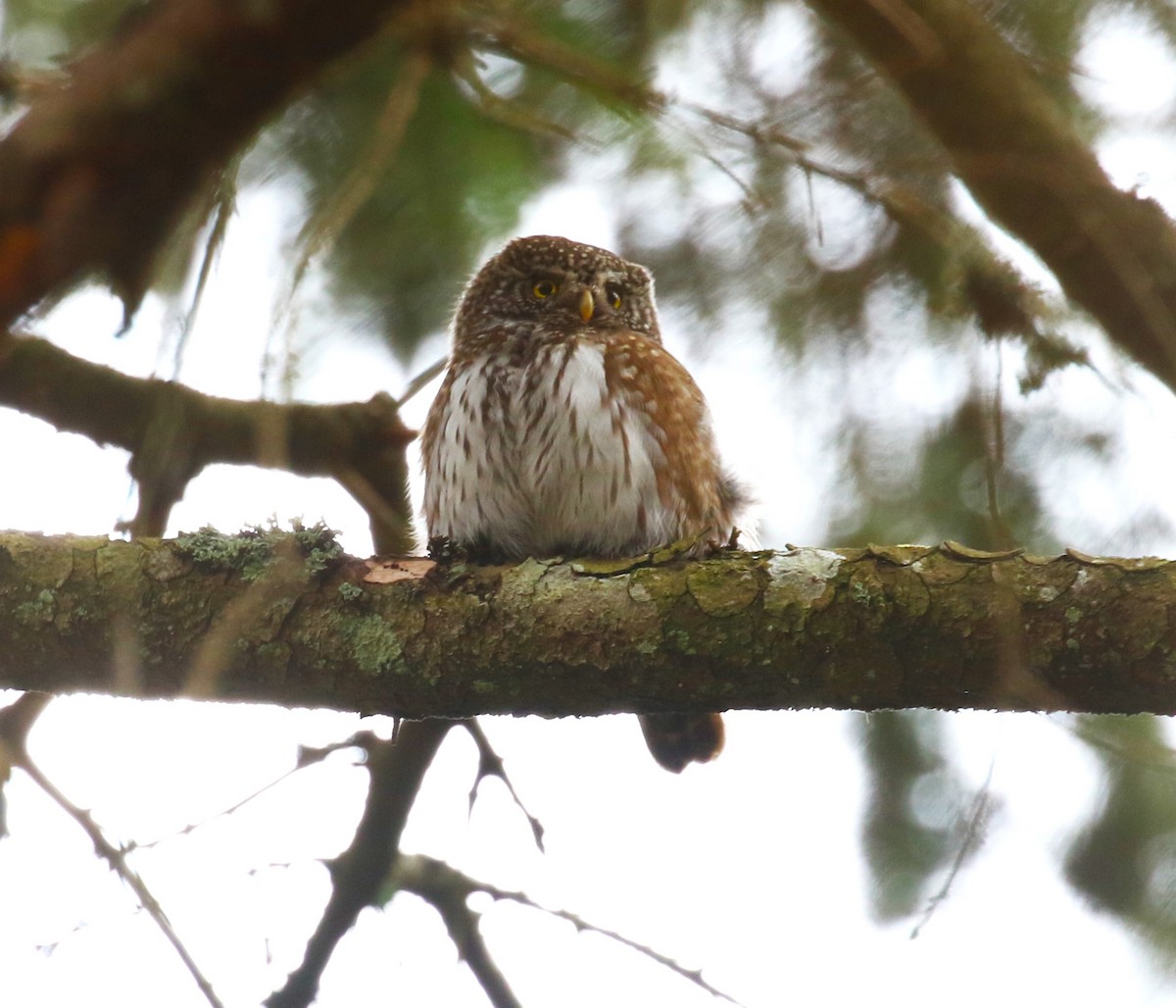 Eurasian Pygmy-Owl - sean clancy