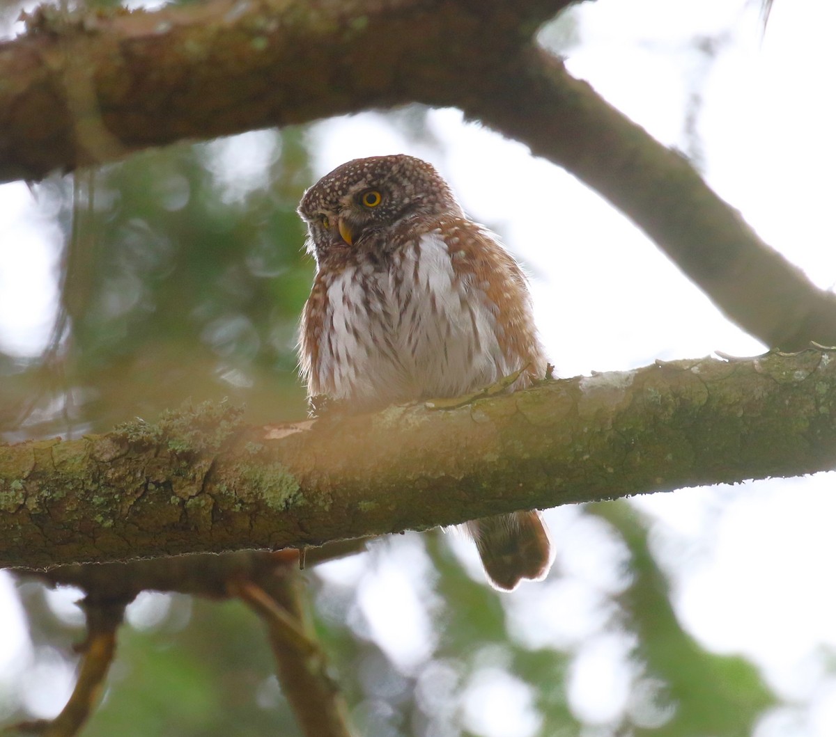 Eurasian Pygmy-Owl - sean clancy