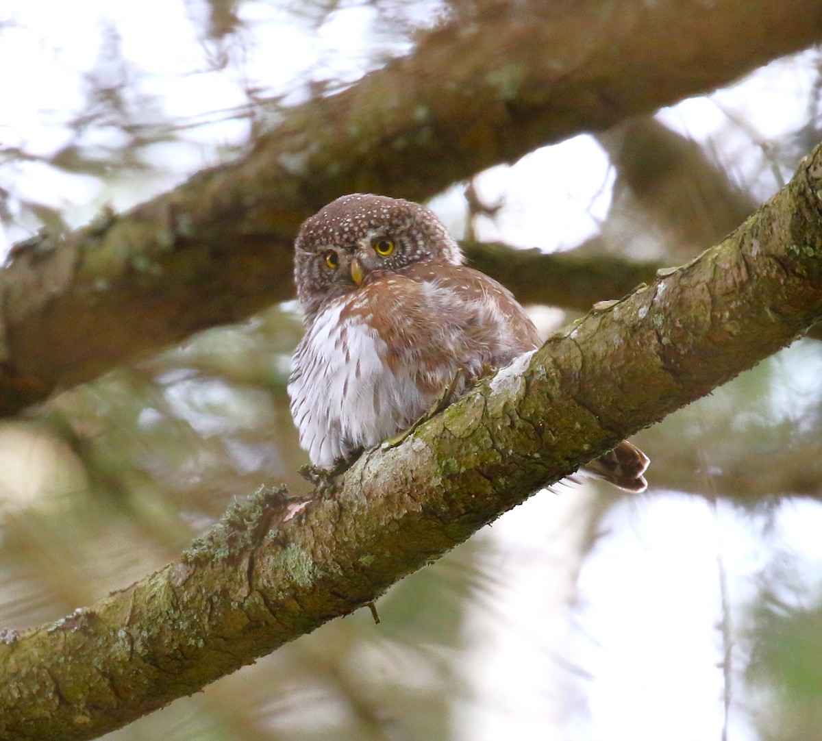 Eurasian Pygmy-Owl - sean clancy